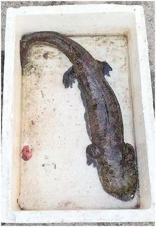 罕见绍兴一村子发现长脚的鱼