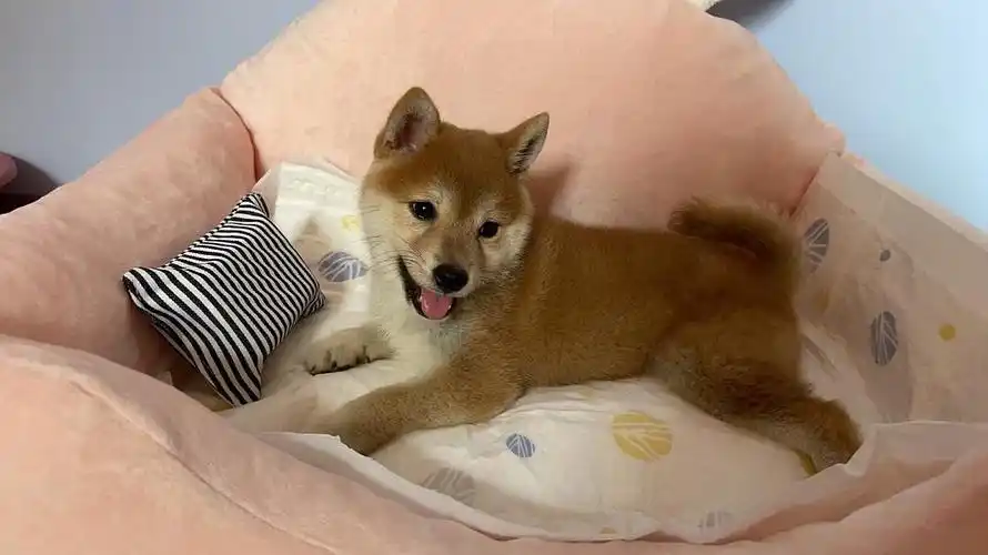 有想养柴犬的吗 四个月大的柴犬妹妹超可爱