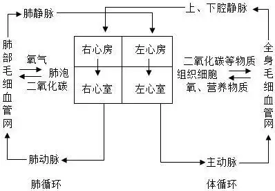 该组织强有力的收缩,推动血液在血管里循环流动