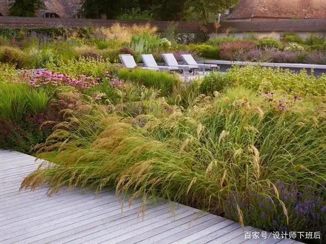 庭院观赏草,美到变形