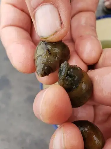 田螺上面白色胶状的透明晶体是什么啊?