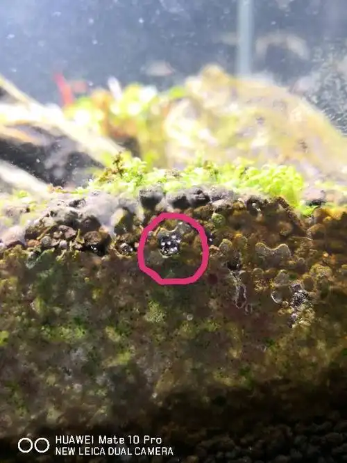 这是一种卵吗?是苹果螺还是蛋白虫?