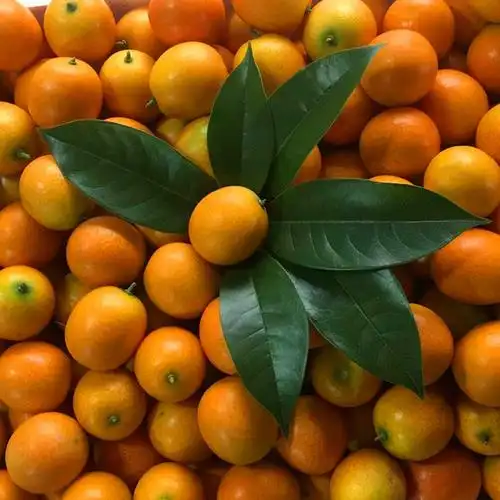 包邮5斤广西滑皮金桔融安金橘子脆皮小桔子孕妇新鲜应季水果06129