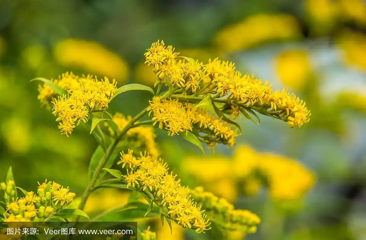 加拿大一枝黄花.加拿大的秋麒麟草属植物.黄色的夏花.药用植物
