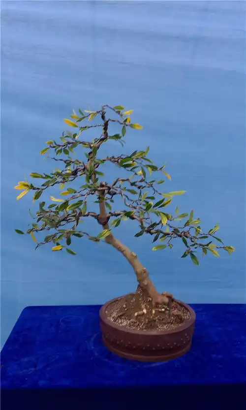 盆景·黄金枸骨