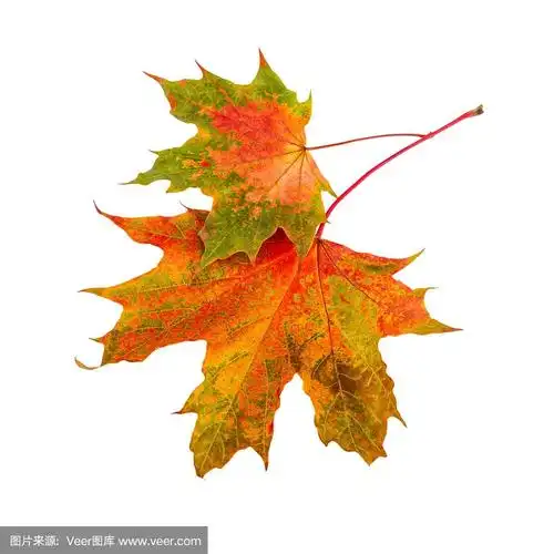 秋天叶子.两片枫叶孤立在白色的背景上.