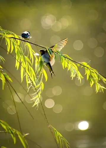 鸟类摄影:诗情画意的小燕子