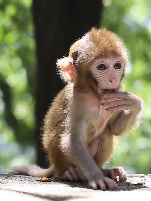 贵阳黔灵山的猴子