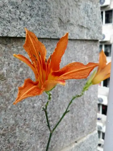 花卉 宣草花2
