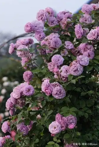 有家小院—薰衣草花环月季是绿巨人吗?平时的养护修剪方法