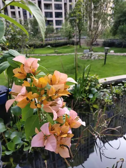 露台花园  #三角梅开花