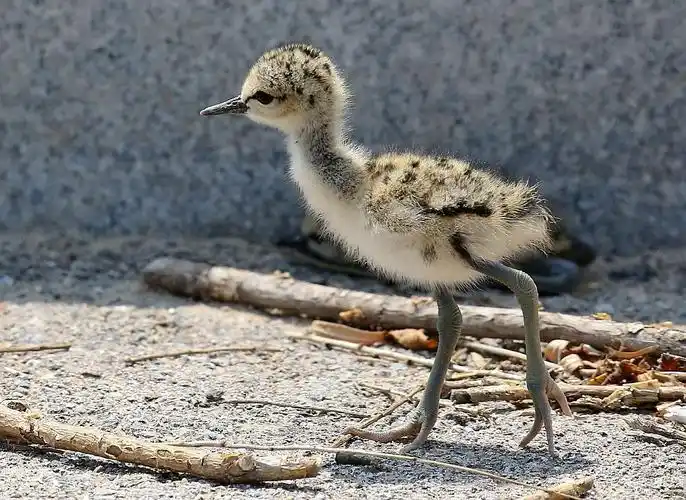 黑翅长脚鹬雏鸟