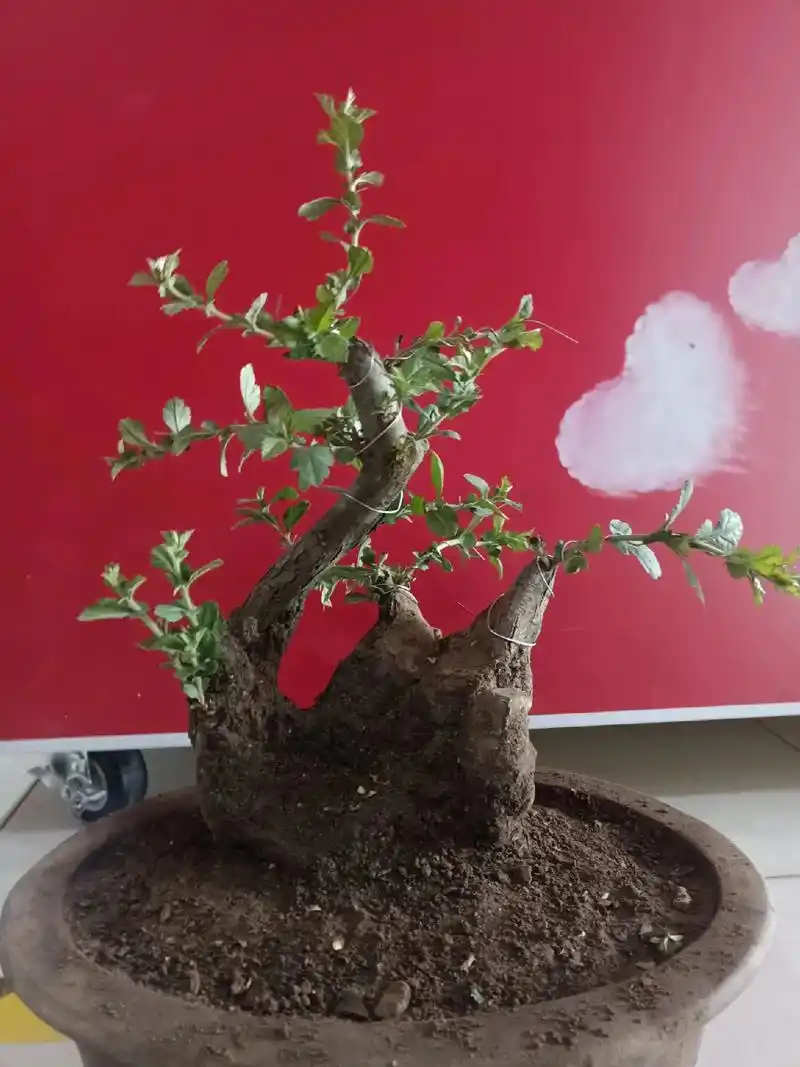 山里红倒栽坨坨桩 有两个在根盘来芽 来芽不在正位置 把芽 - 抖音