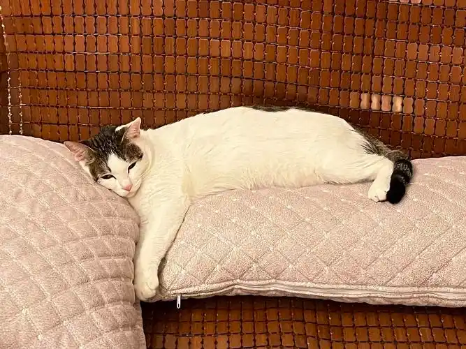 看到猫躺着太可爱了我也顺势躺下来万万没想到