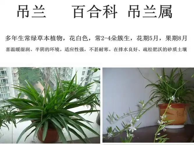 这是什么盆栽植物? 如图