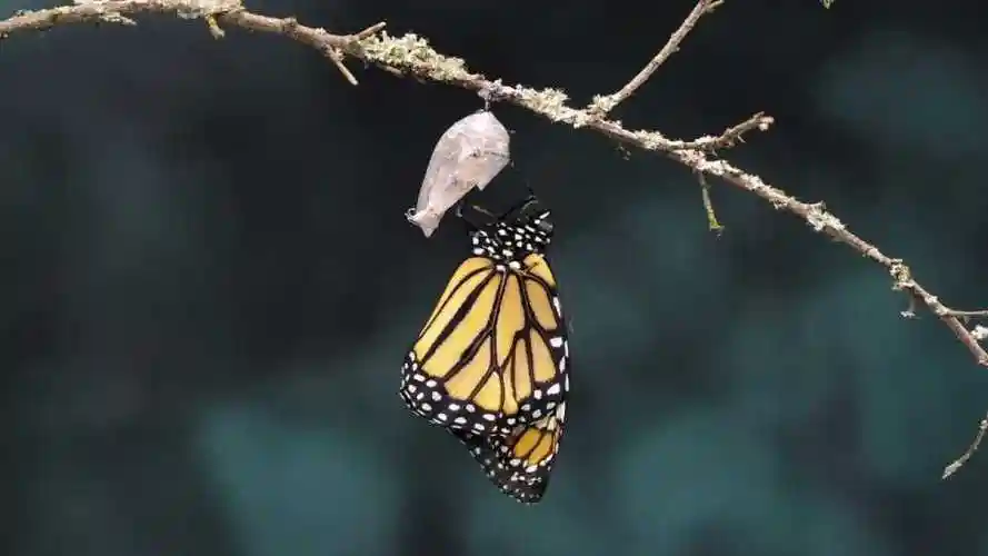 记录帝王蝴蝶从蛹中破茧的过程