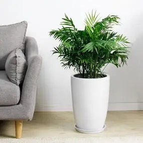 无锡同城绿植-折啊网