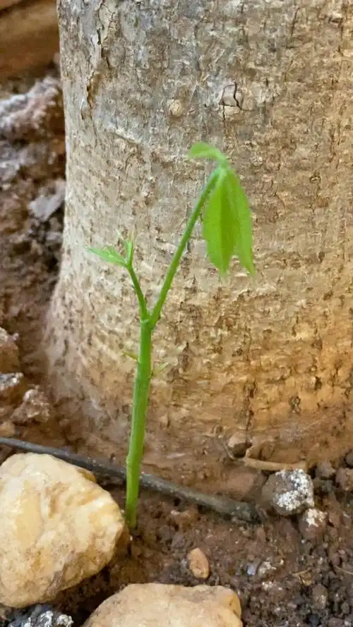 有人说老发财树从根部冒新芽,是要发的节奏9797