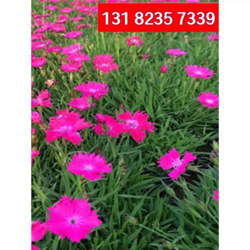 石竹花种初吻五彩石竹种子草坪常夏石竹花籽美国石竹花盆栽