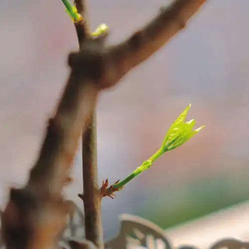 天气在一天天变暖新生的嫩芽带来希望