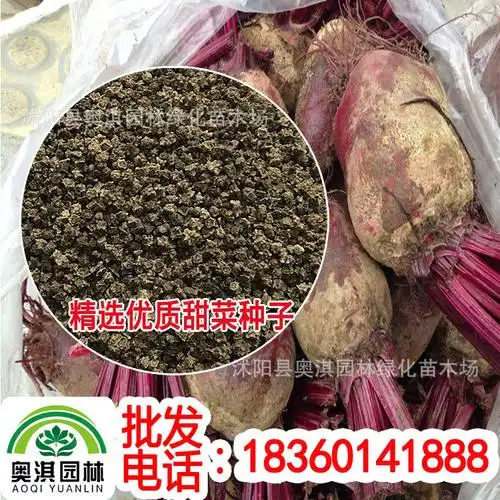甜菜种子红叶红根甜菜籽红甜菜种子紫菜头紫菠菜耐寒四季播阳台