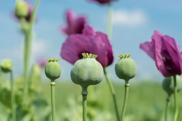 鸦片,花,地点,罂粟