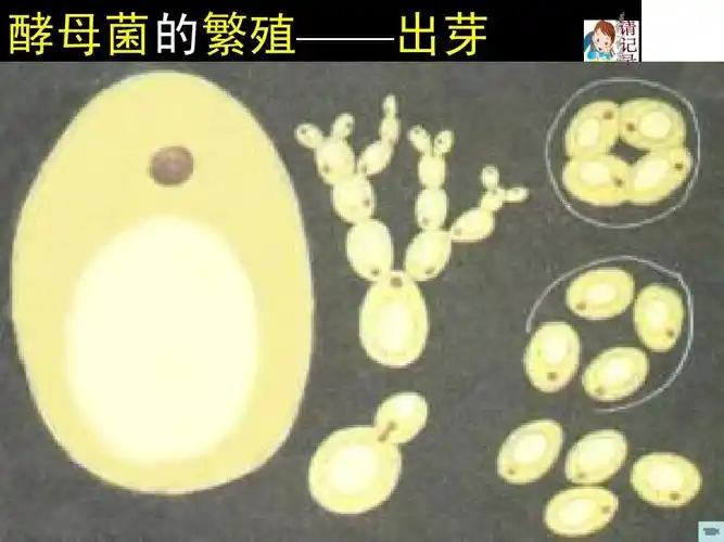 酵母菌的繁殖——出芽
