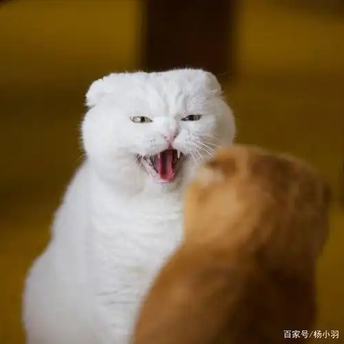 回顾2019年猫狗沙雕,搞笑的内心os,估计能承包你2020年所有笑点