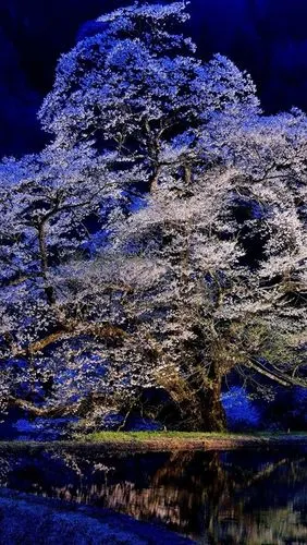 樱花,鲜花盛开,树,夜晚 iphone 壁纸
