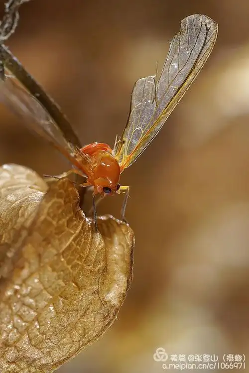 微观奇特红袖蜡蝉