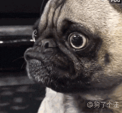 这只巴哥生气的样子还真的蛮像那个谁的