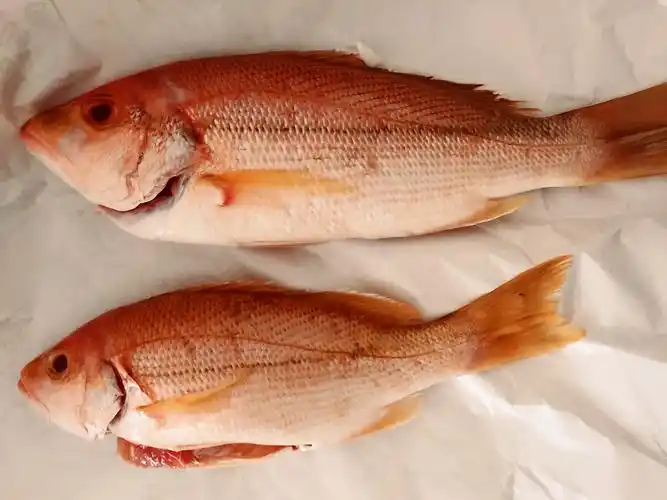 昨天老伴在超市只花了六元买了两条红鲷鱼,比以往便宜一半价!