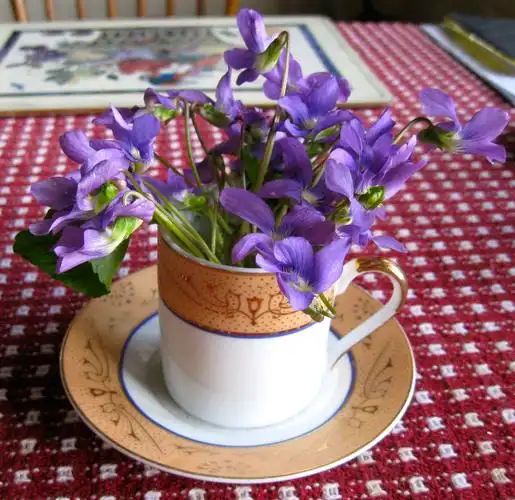 whirlwind hill violets