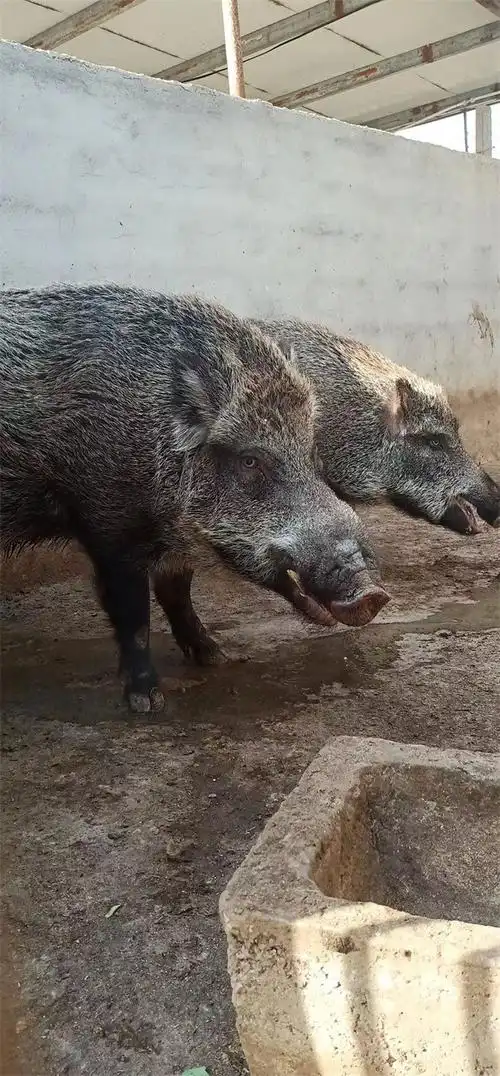 宝山区巴马香猪苗10秒前已更新