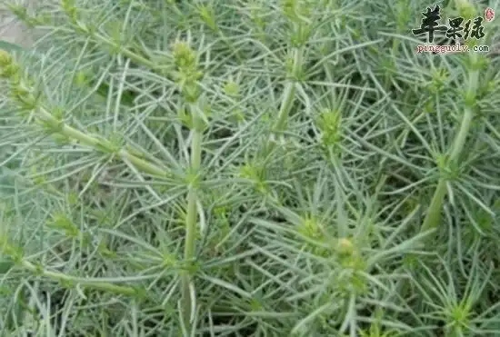 蓬子菜的功效与作用