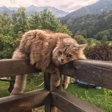 2021抖音最火猫咪头像