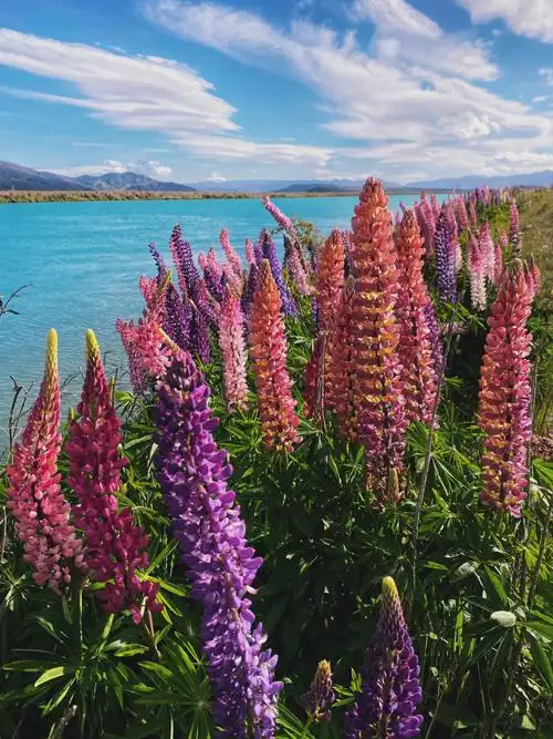 新西兰鲁冰花摇摆之春