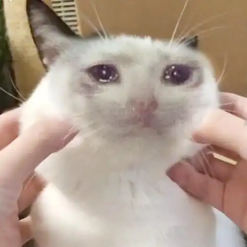 流泪猫咪 - 一组流泪猫猫头