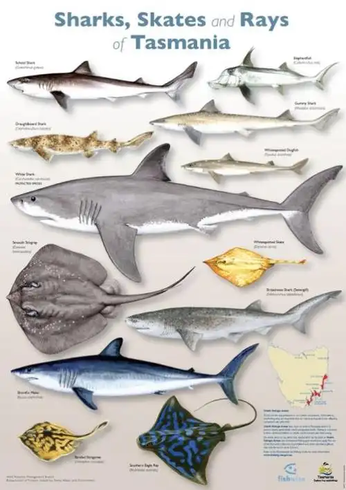 特别是东海岸鲨鱼活动比较频繁!