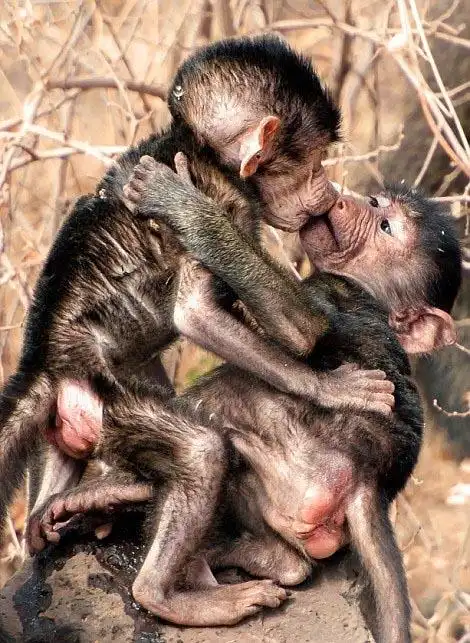 从美国阿拉斯加州的冰帽至印度草原,各种动物与自己配偶接吻的浪漫