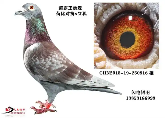 海霸王詹森_闪电银羽_ ag188.com爱鸽商城_中国信鸽信息网