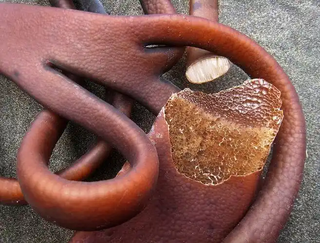 新鲜海笋长什么样子?