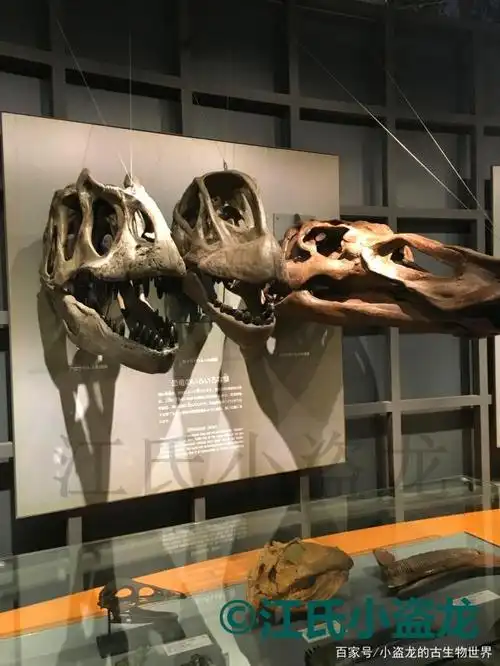 图注:异特龙(左),圆顶龙(中),埃德蒙顿龙(右)头骨对比,下面还有其他