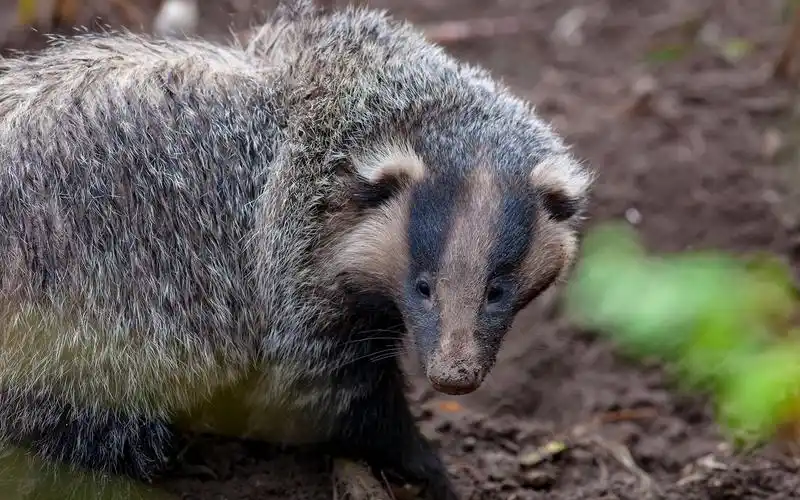 野拍动物纪实(7)狗獾(平头哥)