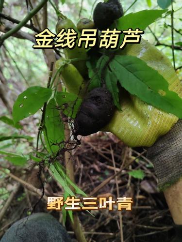 新鲜野生三叶青500g中药材金线吊葫芦丝线吊金钟清热小儿高烧不退