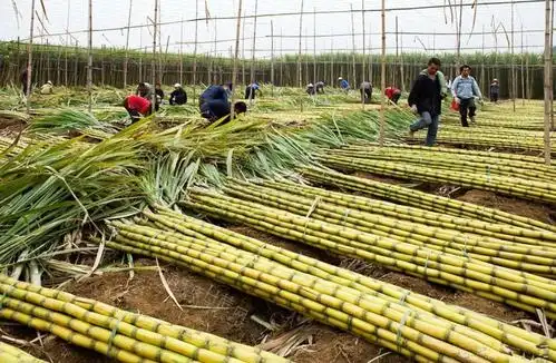 黄皮甘蔗 黄皮甘蔗价格 黄皮甘蔗厂家 奶油甘蔗批发