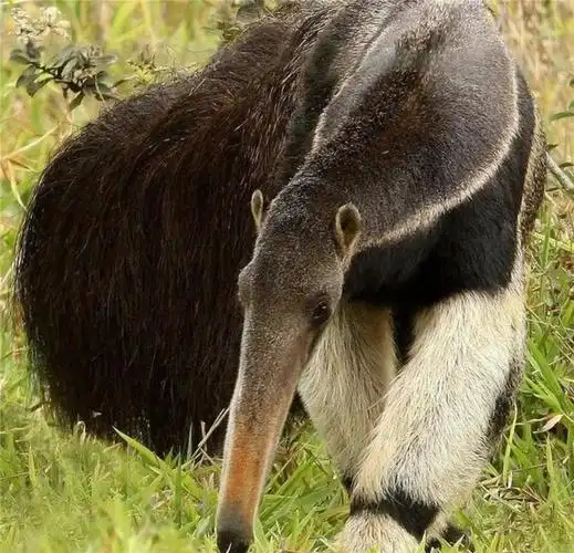 原创食蚁兽会咬人每天仅吃3万只蚂蚁走到哪里都背着自己的宝宝