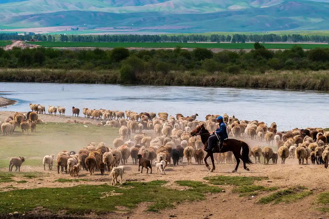 藏族人放牧,如何驱赶牛羊?晚上怎样让牦牛回家?老扎西这么说
