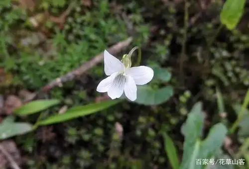 戟叶堇菜与紫花地丁