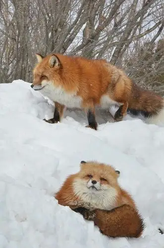 过冬的胖狐狸02